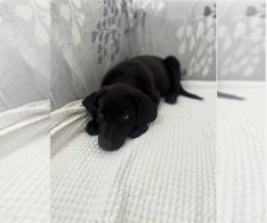 Labrador Retriever Puppy for sale in MIAMI, FL, USA