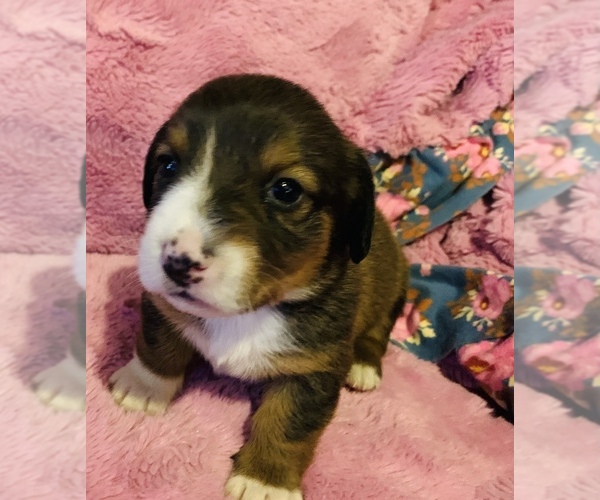 Medium Photo #16 Dorgi Puppy For Sale in HURST, IL, USA