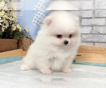 Small Photo #11 Pomeranian Puppy For Sale in SAN FRANCISCO, CA, USA