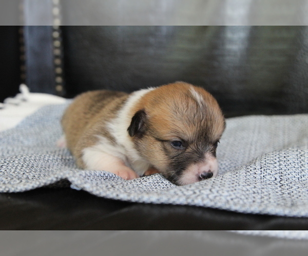 Medium Photo #29 Pembroke Welsh Corgi Puppy For Sale in FAIR GROVE, MO, USA