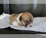 Small #28 Pembroke Welsh Corgi