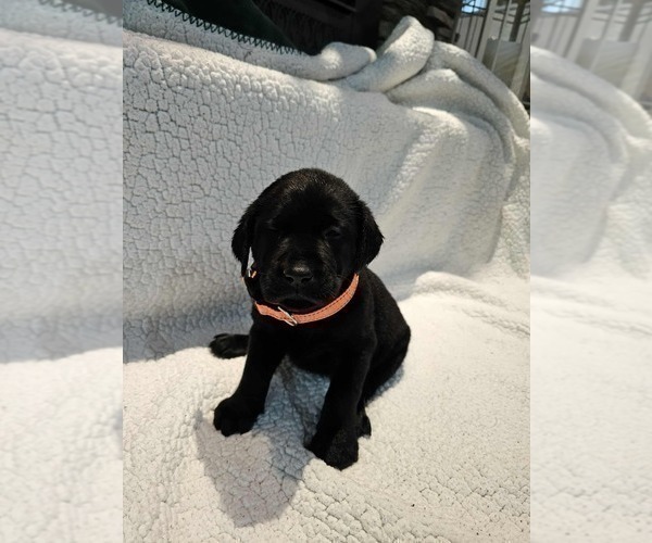 Medium Photo #4 Labrador Retriever Puppy For Sale in Gagetown, MI, USA