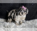 Small Photo #61 Maltipoo Puppy For Sale in WARSAW, IN, USA