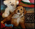 Puppy Rusty Cavachon-Cavapoo Mix
