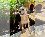 Small #7 Mutt
