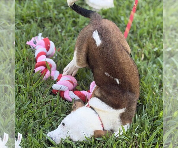 Medium Photo #4 Beagle Puppy For Sale in Yardley, PA, USA