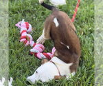 Small #3 Beagle