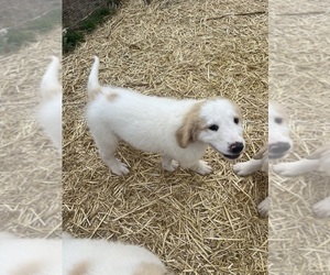 Great Pyrenees Puppy for sale in LUBBOCK, TX, USA
