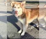 Small #2 Siberian Husky