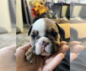 English Bulldog Puppy for sale in DALLAS, TX, USA