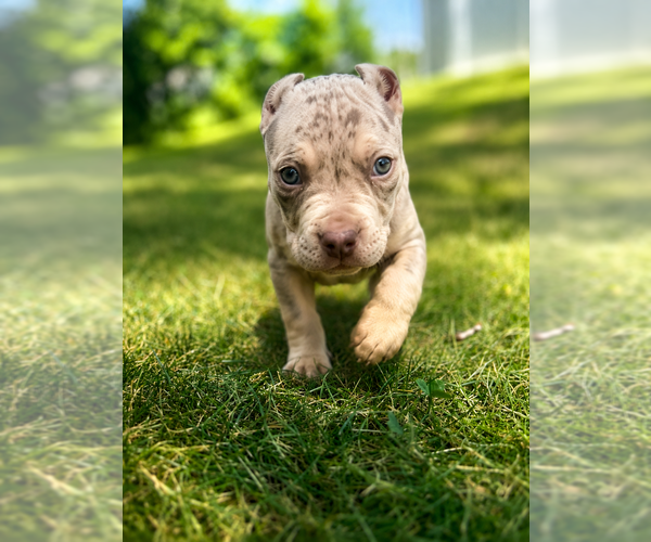 Medium Photo #1 American Bully Puppy For Sale in BROCKTON, MA, USA