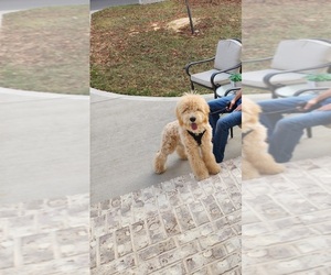 Double Doodle Puppy for sale in SMYRNA, TN, USA