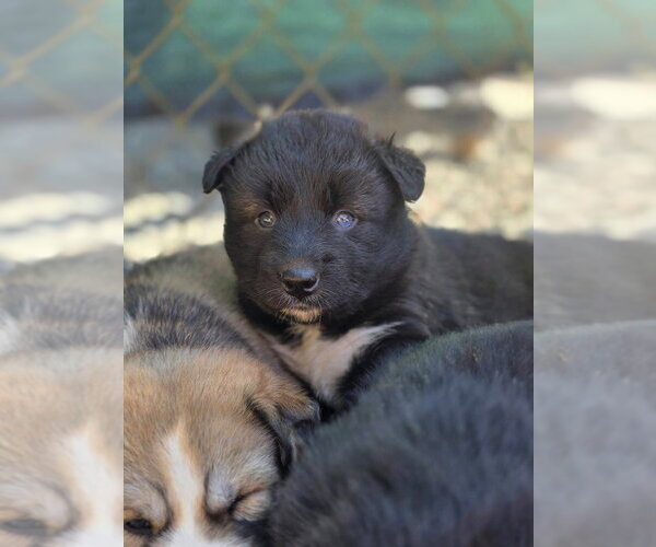 Medium Photo #2 American Pit Bull Terrier-Siberian Husky Mix Puppy For Sale in Bellingham, WA, USA
