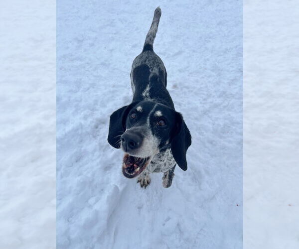 Medium Photo #2 German Shorthaired Pointer-Unknown Mix Puppy For Sale in Pierceton , IN, USA