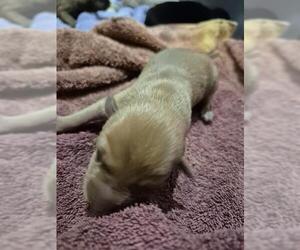 Dachshund-Unknown Mix Dogs for adoption in San Antonio, TX, USA