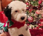 Small Photo #43 Old English Sheepdog Puppy For Sale in WILMINGTON, OH, USA