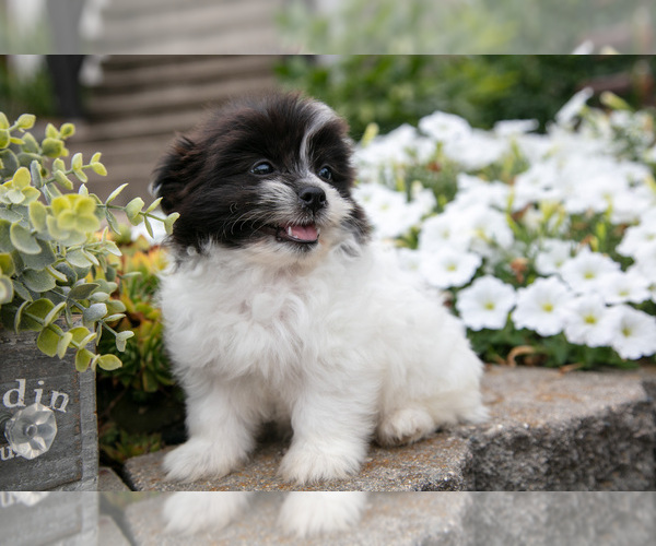 Medium Photo #2 Shiranian Puppy For Sale in MIDDLEBURY, IN, USA