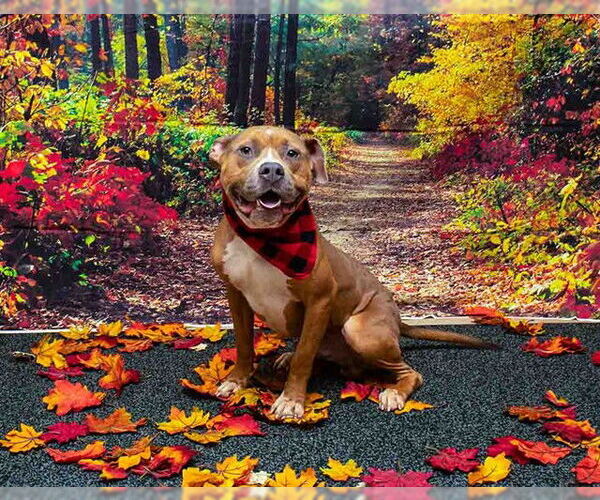 Medium Photo #2 American Pit Bull Terrier-Unknown Mix Puppy For Sale in Sanford, FL, USA