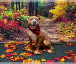 Small #1 American Pit Bull Terrier Mix