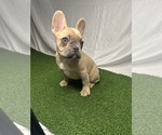 Small #4 French Bulldog