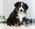 Small #4 Miniature Australian Shepherd