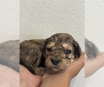 Small #10 Bernedoodle (Miniature)