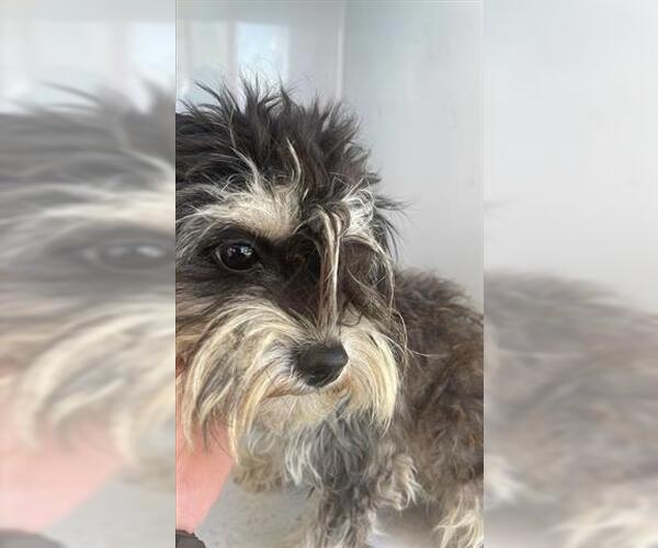 Medium Photo #1 Miniature Schnauzer-Unknown Mix Puppy For Sale in Houston, TX, USA