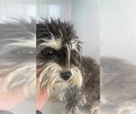 Small Miniature Schnauzer Mix
