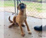 Small #1 Black Mouth Cur Mix
