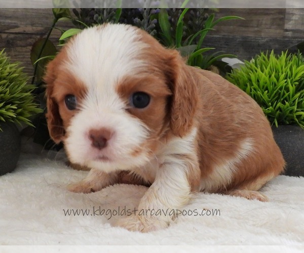 Medium Photo #1 Cavalier King Charles Spaniel Puppy For Sale in CARLISLE, KY, USA