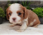 Small Cavalier King Charles Spaniel