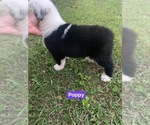 Small Photo #2 Old English Sheepdog Puppy For Sale in HAYFIELD, MN, USA