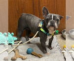 Small #1 French Bulldog