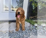 Puppy Champ Goldendoodle