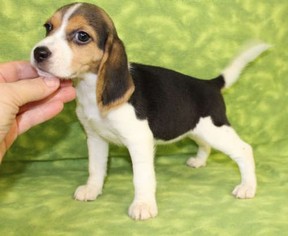 Beagle Puppy for sale in TUCSON, AZ, USA