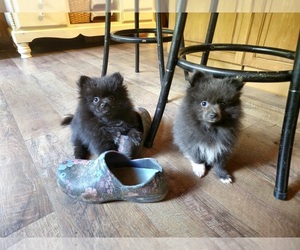 Pomeranian Puppy for sale in DINWIDDIE, VA, USA