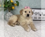 Small #1 Golden Retriever