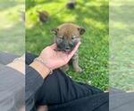 Small Photo #1 Shiba Inu Puppy For Sale in CAMBRIDGE, MA, USA