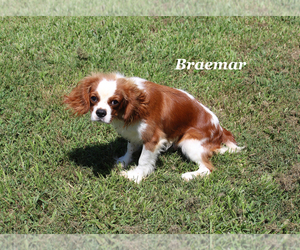 Cavalier King Charles Spaniel Puppy for sale in CHANUTE, KS, USA