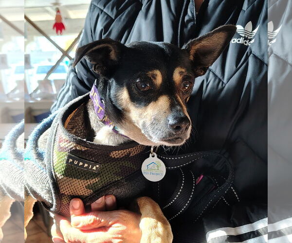 Medium Photo #3 Chiweenie Puppy For Sale in San Jose, CA, USA