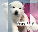 Small #2 Siberian Husky