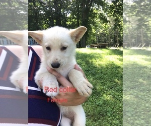 German Shepherd Dog Puppy for sale in FEDERAL DAM, MN, USA