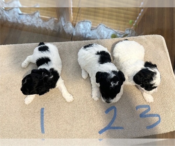 Medium Photo #4 Poodle (Toy) Puppy For Sale in LOOGOOTEE, IN, USA