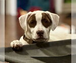 Small #1 Mutt