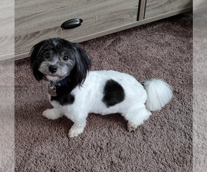 Havanese Dogs for adoption in Strongsville, OH, USA