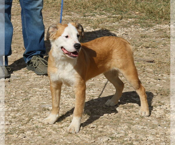 Medium Photo #4 Great Pyrenees-Mastiff Mix Puppy For Sale in Bandera, TX, USA