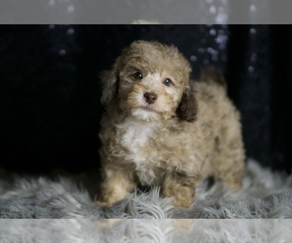 Medium Photo #6 Poodle (Toy) Puppy For Sale in WARSAW, IN, USA