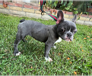 French Bulldog Puppy for Sale in SOUTH GATE, California USA