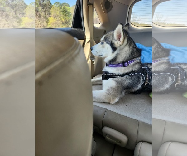 Medium Photo #4 Siberian Husky Puppy For Sale in Scottsboro, AL, USA