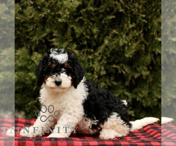 Medium Photo #2 Bernedoodle (Miniature) Puppy For Sale in LEOLA, PA, USA